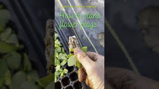 How to plant Lisianthus plugs [upl. by Aehs242]