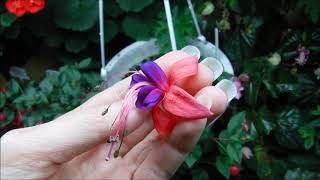 How to grow fuchsia plants indoors [upl. by Glover321]