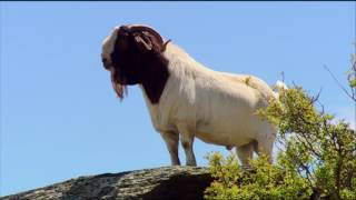 Boer Goat Farming [upl. by Naryk]