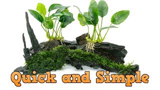 Easiest Way to Attach Plants to Driftwood [upl. by Philippe]