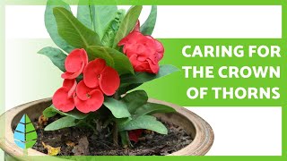 CARING for the CROWN of THORNS Euphorbia MIli 🌸 Watering Pruning Reproduction and more [upl. by Joo441]