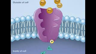 How the Sodium Potassium Pump Works HD Animation [upl. by Weywadt]