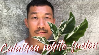 Calathea white fusion plant care and propagation [upl. by Nahsed]