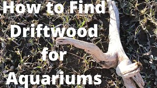 How to Find Driftwood for Aquariums [upl. by Christenson]