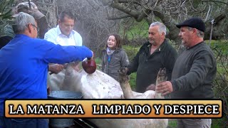 TRADICIÓN quot LA MATANZA quot 2020  LIMPIADO Y DESPIECE DEL CERDO [upl. by Xylina]