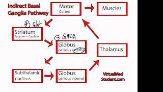 Basal Ganglia Indirect Pathway [upl. by Ysor831]