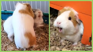 Butternuts funny guinea pig noises show [upl. by Asiek121]