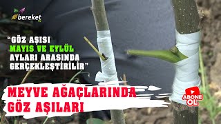 Mükemmel Aşı Nasıl Yapılır   En Sağlam Meyve Ağacı Aşılama Ne Zaman Yapılır [upl. by Adlei]