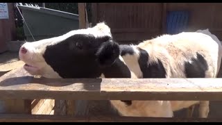 FARM ANIMALS amp THEIR SOUNDS Part 3 Babies Toddlers Preschool amp K3 [upl. by Allys]