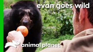 HandFeeding A SemiWild Spectacled Bear In Peru  Evan Goes Wild [upl. by Hayilaa]