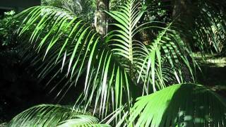 Howea forsteriana Kentia palm [upl. by Robers]