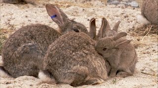 The Burrowers Animals Underground  Baby Rabbits  Wildlife Documentary  Natural History [upl. by Addiel981]