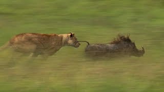 Mother Lioness Hunts Warthog  BBC Earth [upl. by Nikolaos173]