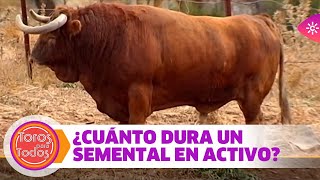 ¿Cuánto dura un toro semental en activo [upl. by Fredi951]