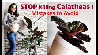 Calathea plant care  Mistakes you should avoid [upl. by Chappy95]