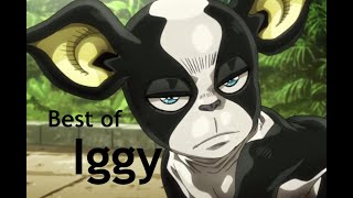 Best of Iggy  JoJos Bizarre Adventure [upl. by Lazos]