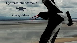 Oystercatcher ATTACK [upl. by Enimzaj]