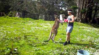 Man VS Kangaroo ROUND 2 [upl. by Eseryt]