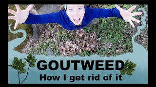 Goutweed How I remove it PART 1 [upl. by Guillema]