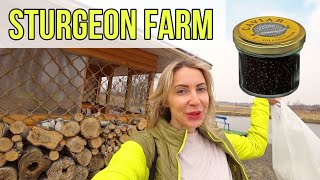 Sturgeon farm Real Russian life [upl. by Armando]