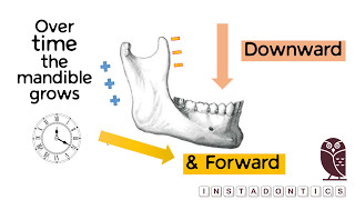 How does the mandible grow [upl. by Dixie945]