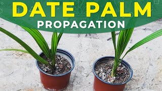 GROWING DATE PALM FROM SEEDS  PROPAGATION CARE FOR SEEDLINGS [upl. by Faxon]