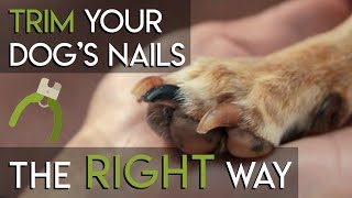 How to Trim Dog Nails  The RIGHT Way [upl. by Arikat]