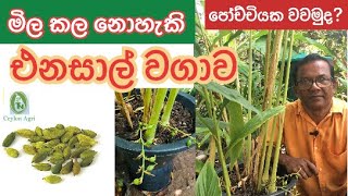 How to Grow Cardamom in a pot මිල කල නොහැකි එනසාල් පෝච්චියක වවමුද Ceylon Agri  Episode  42 [upl. by Nottnerb]