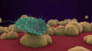 Bacteria 3D Animation [upl. by Alma226]