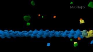 Actin filament assembly [upl. by Giraldo]