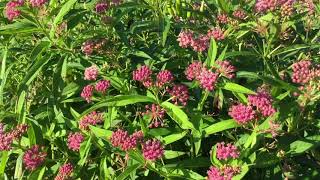 AsclepiasMilkweed Cinderella  WWWGARDENCROSSINGSCOM [upl. by Renato]