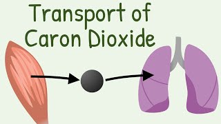 Transport of Carbon Dioxide in blood [upl. by Aihsel750]