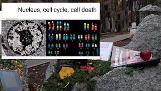 2Nucleus cell cycle cell death Cytology lecture [upl. by Adnaral890]