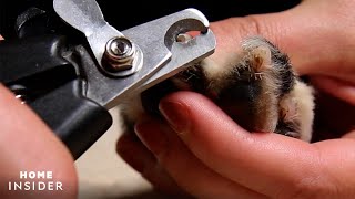 How To Trim Dog Nails Safely [upl. by Rogerson977]