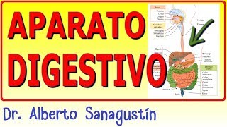 SISTEMA DIGESTIVO ✅ anatomía y fisiología [upl. by Aratak]