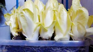 How to grow chicoryendive at home indoors 🌱 [upl. by James]