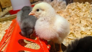 Baby Chicks  Beginners Guide [upl. by Orual]