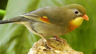 Redbilled Leiothrix aka Pekin Robin or Chinese Nightingale [upl. by Ateikan]