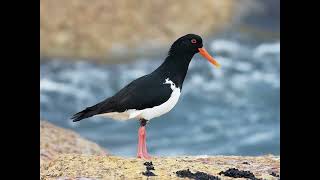 Oystercatcher Bird Call [upl. by Akela]