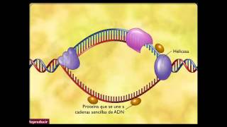 La replicación del ADN [upl. by Osman]