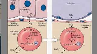 Carbon Dioxide Transport [upl. by Siward]