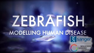 Zebrafish Modelling human disease  Sanger Institute [upl. by Haimorej]