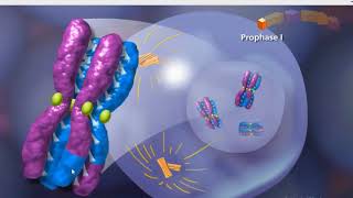 Meiosis animation [upl. by Caasi]