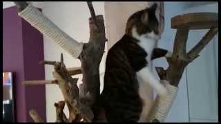 DIY Homemade Real Tree Wood Indoor Cat Tree [upl. by Ardnued]