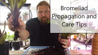 Bromeliad Propagation and Care [upl. by Yr114]