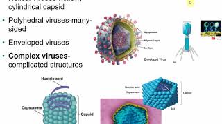 2117 Chapter 13  Viruses Viroids and Prions [upl. by Rifkin]