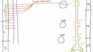 Autonomic Nerves of the Abdomen [upl. by Eart]