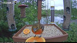 Female Baltimore Oriole Tastes Two Orange Slices – May 26 2017 [upl. by Amadeo]