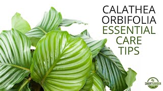 Calathea Orbifolia  Essential Care Tips You Need To Know [upl. by Jasen]