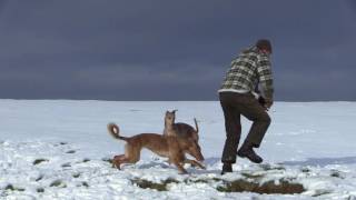 Lurchers on Teesside [upl. by Yendahc]